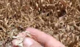 地瓜爆料视频在线观看网站,热门视频网站在线观看攻略